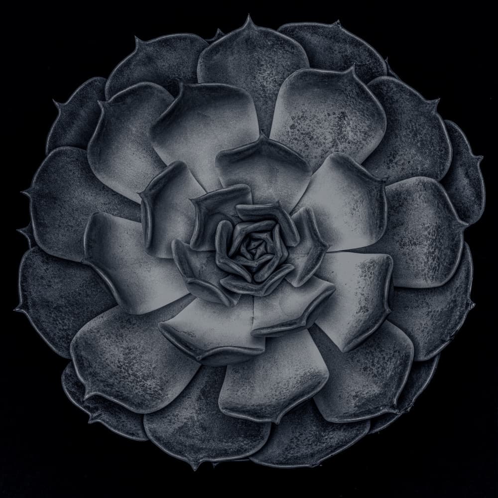 Dark Succulent Rosette by Old Artists Studio III — canvas wall art