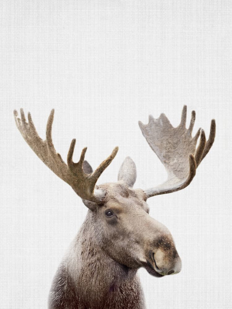 Majestic Moose Portrait by Lila &amp; Lola — canvas wall art