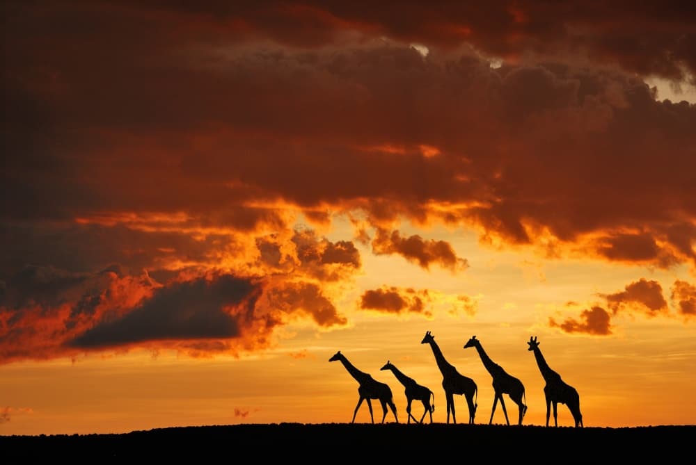 Majestic Giraffes Sunset Sky by Muriel Vekemans — canvas wall art