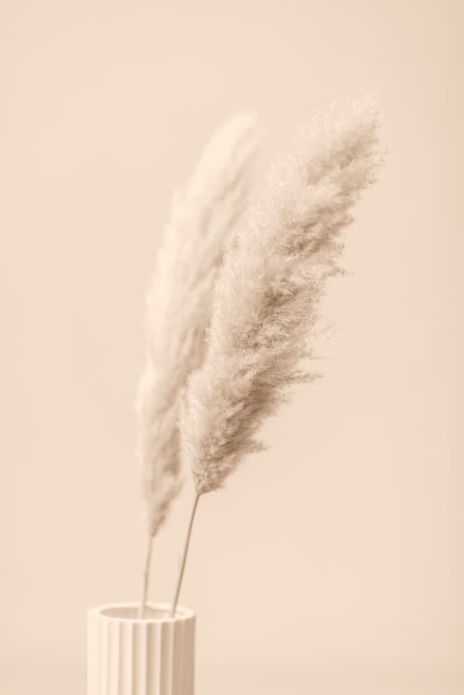 Soft Pampas Plumes by Old Artists Studio III — canvas wall art