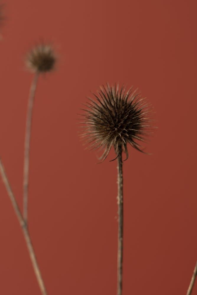 Thistle Rust Red 04 by Old Artists Studio III — canvas wall art