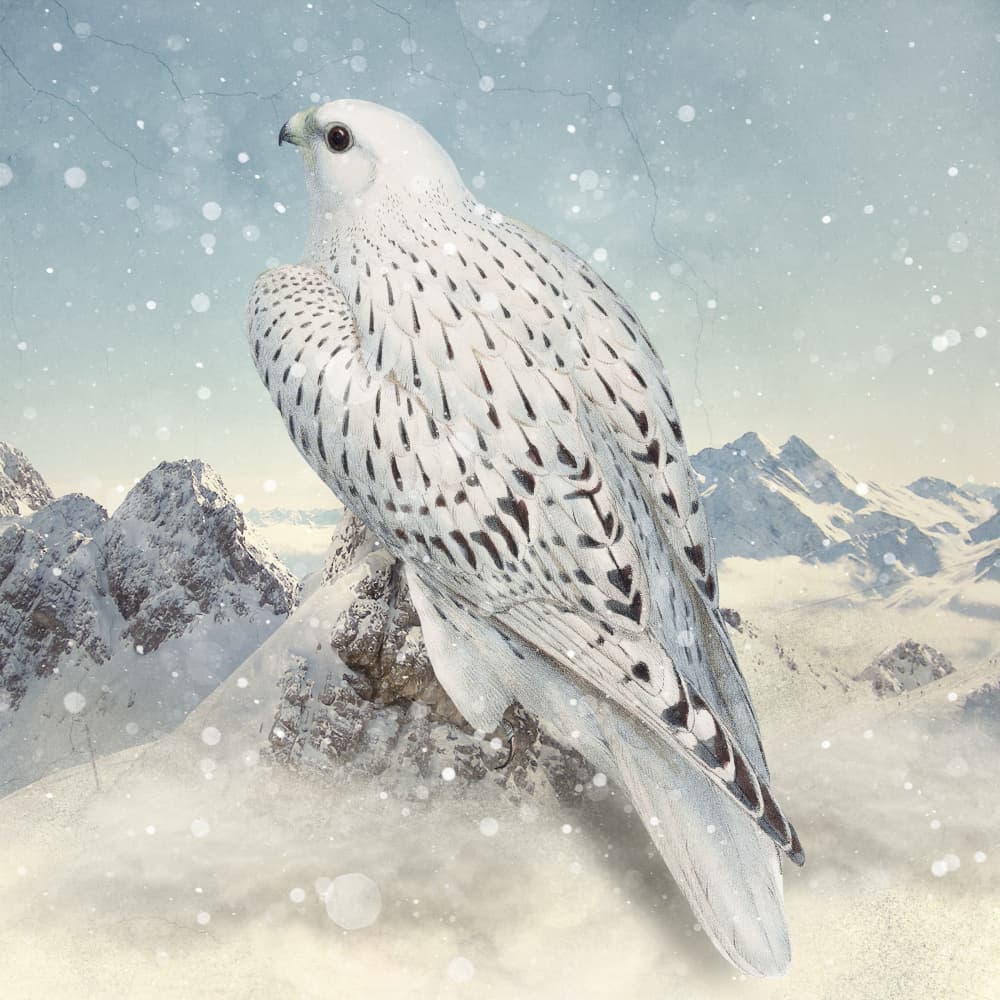 Majestic Winter Falcon by Marja van den Hurk — canvas wall art