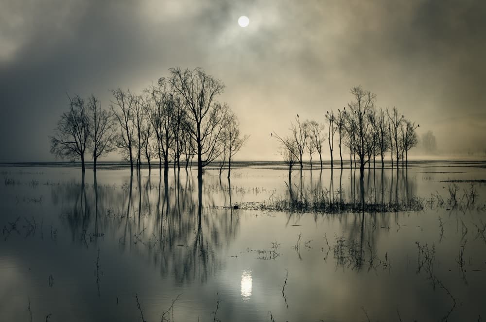 Misty Moonlit Trees by joanne_flj — canvas wall art