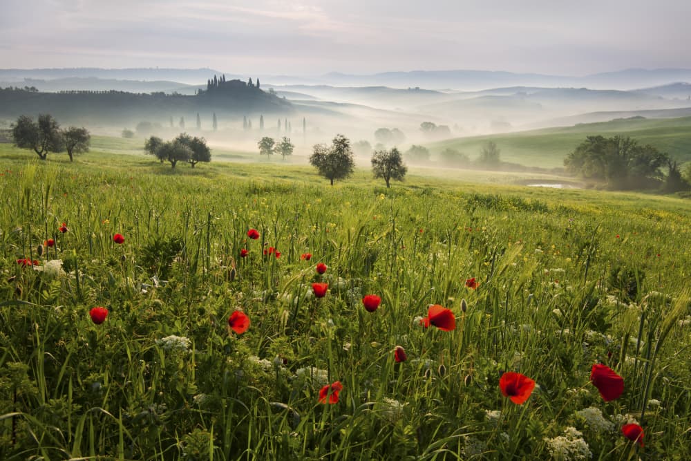 Misty Tuscan Poppies by Daniel Řeřicha — canvas wall art