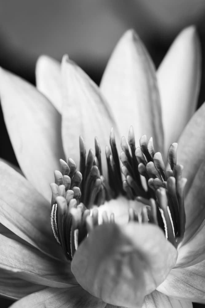 Serene Lotus Bloom by Old Artists Studio III — canvas wall art