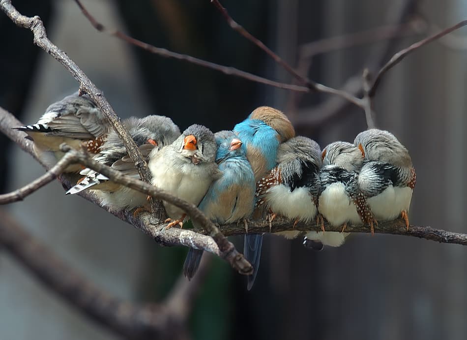 Huddled Finches On Branch by Istvan Lichner — canvas wall art