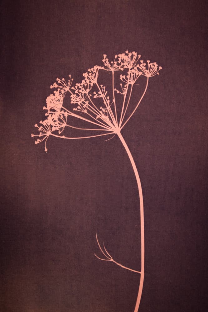 Delicate Botanical Silhouette by Mayra Pama — canvas wall art
