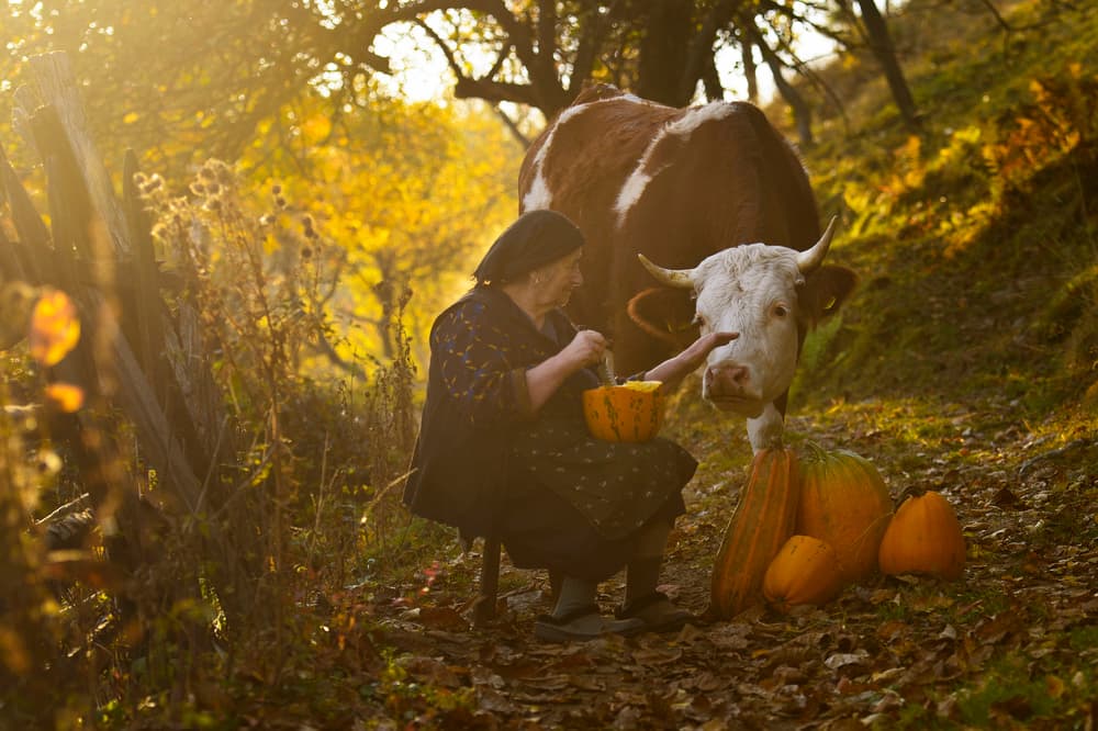 Woman Feeding Cow Pumpkins by Vlad Dumitrescu — canvas wall art