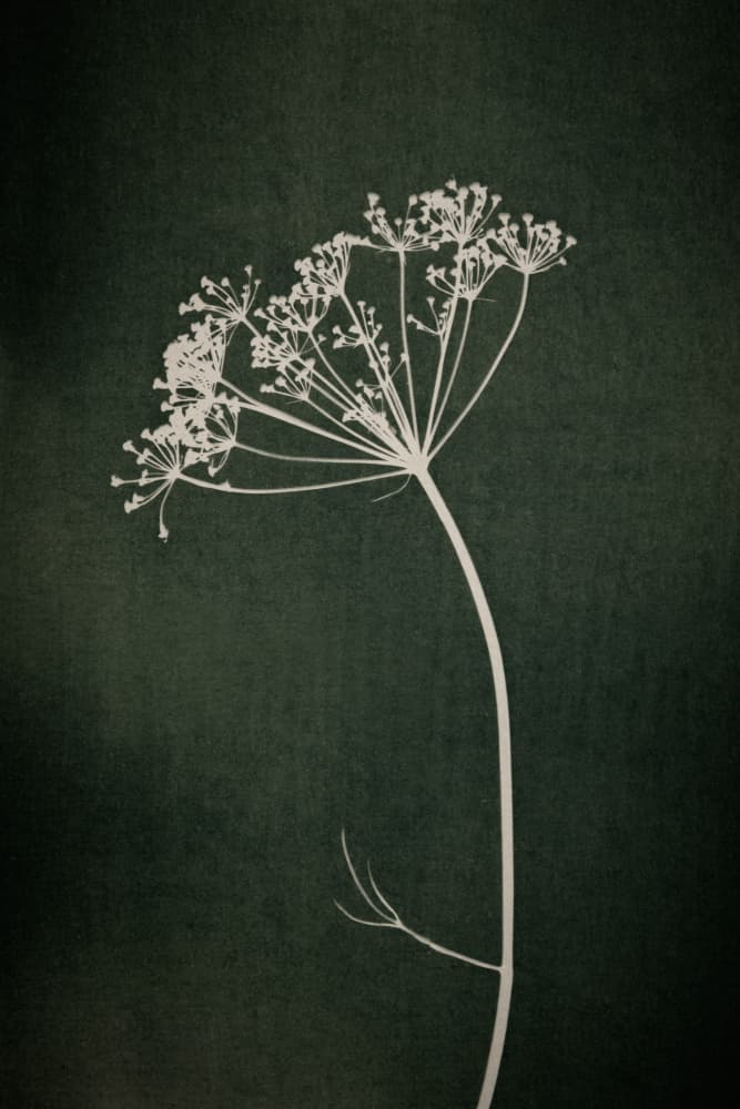 Dill Botanical Silhouette by Mayra Pama — canvas wall art