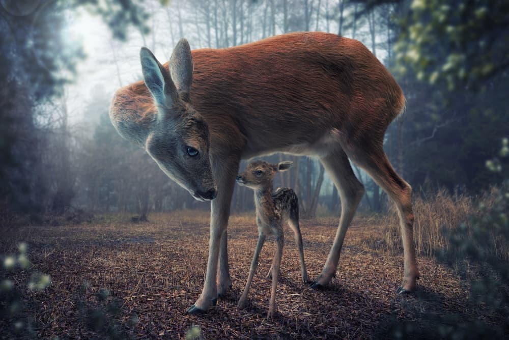 Mother Deer and Fawn by John Wilhelm — canvas wall art