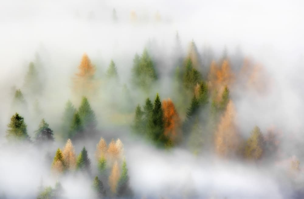 Misty Autumn Forest by Kristjan Rems — canvas wall art