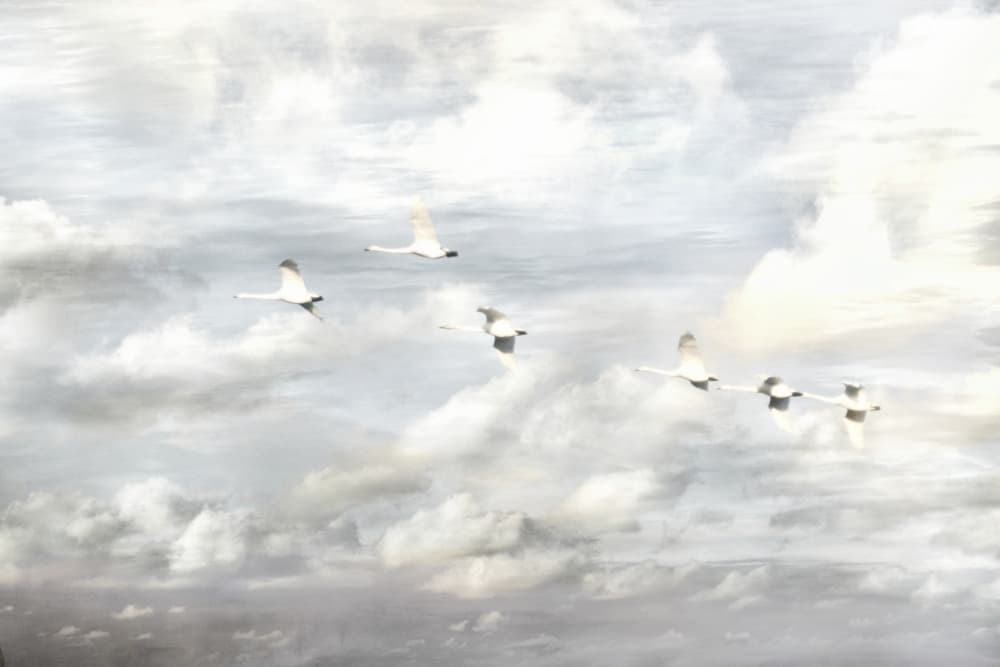 Swans in Flight by Christina Sillen — canvas wall art
