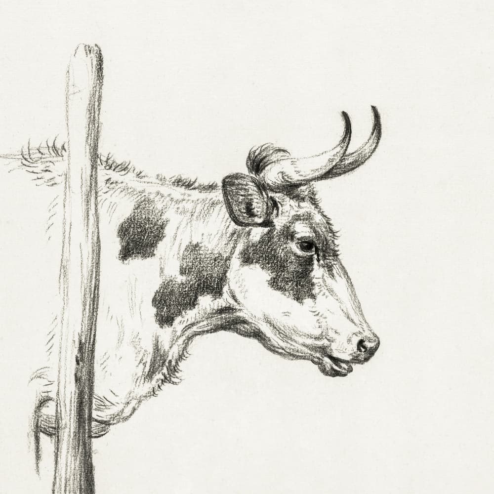 Head of a Cow, To the Right (1820) by Jean Bernard — canvas wall art