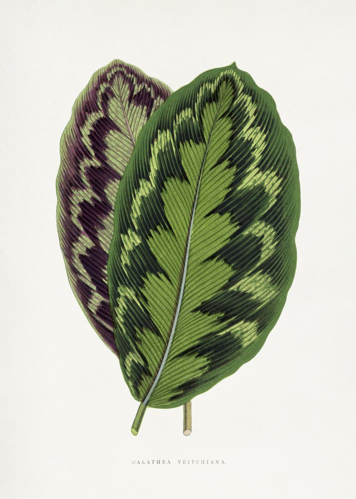 Calathea Veitchiana Leaf Illustration by Les Plantes a Feuillage Colore — canvas wall art