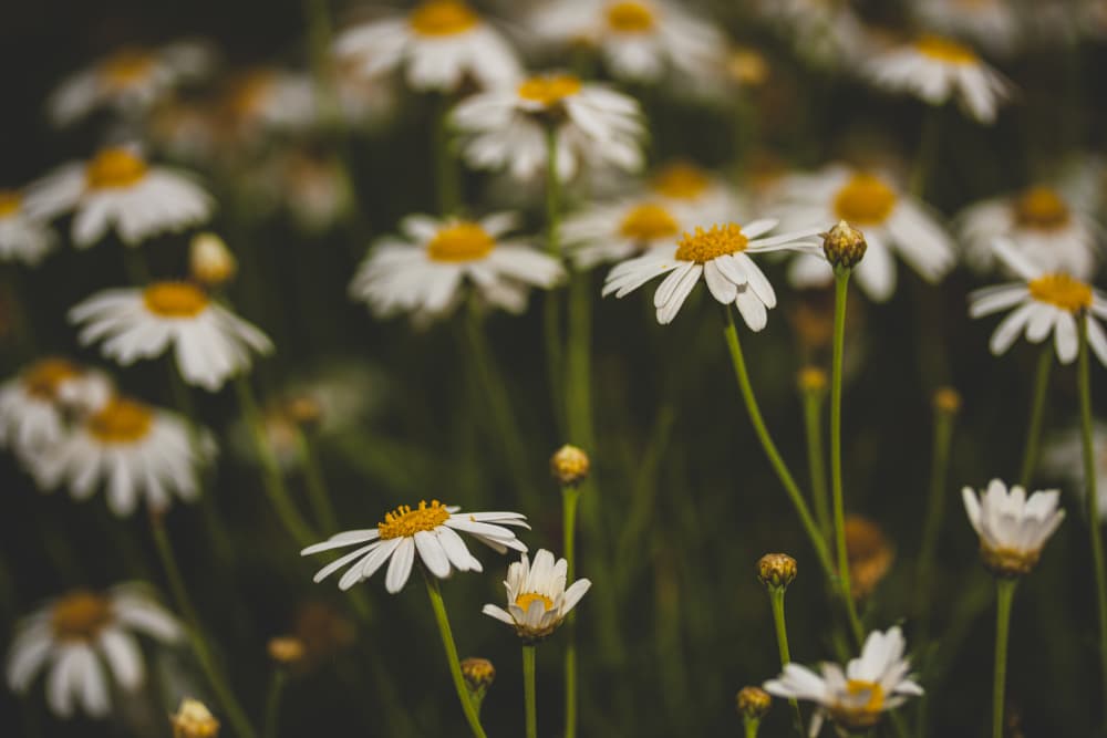 Wild Daisy Meadow by engin akyurt — canvas wall art