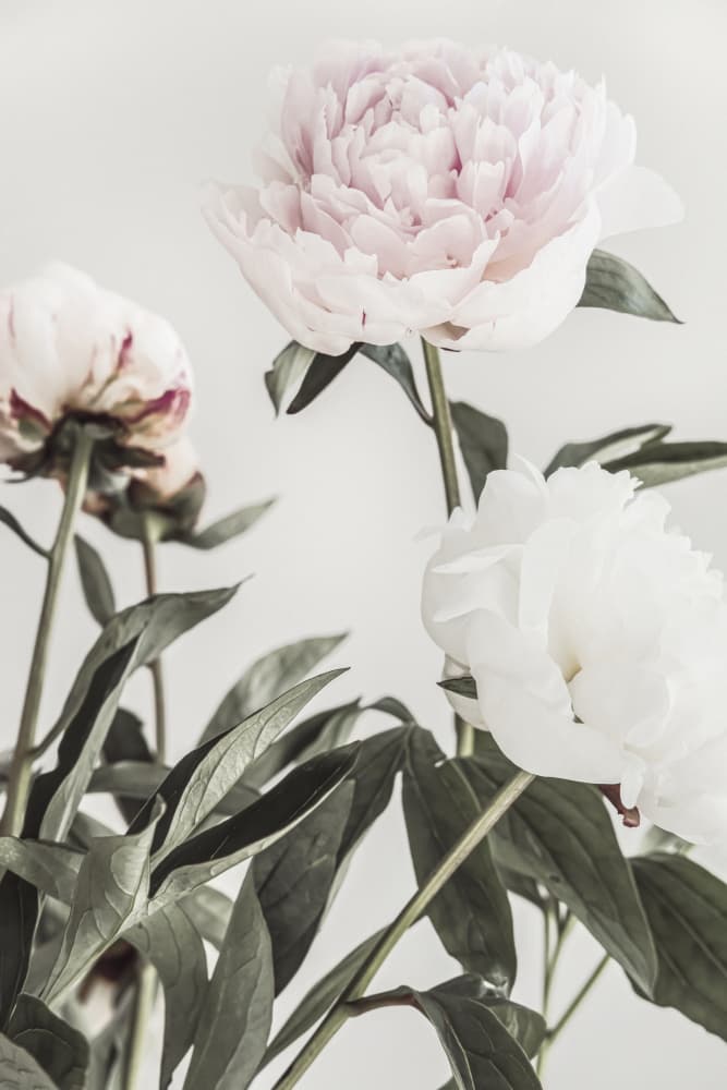 Soft Pink Peonies by Old Artists Studio III — canvas wall art