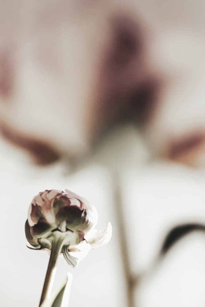 Peony 22 by Old Artists Studio III — canvas wall art