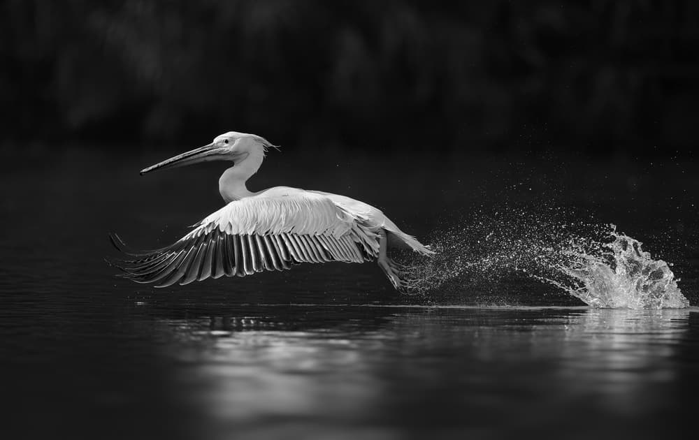 Pelican Taking Flight by C.S. Tjandra — canvas wall art