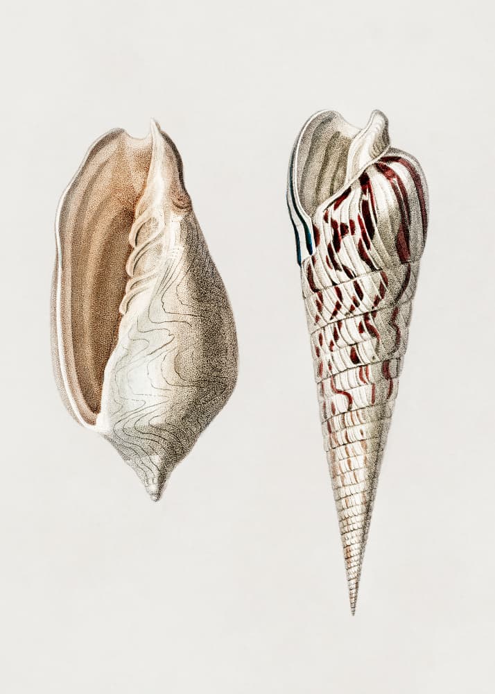 Two Mollusks Crop II by Charles Dessalines D Orbigny — canvas wall art