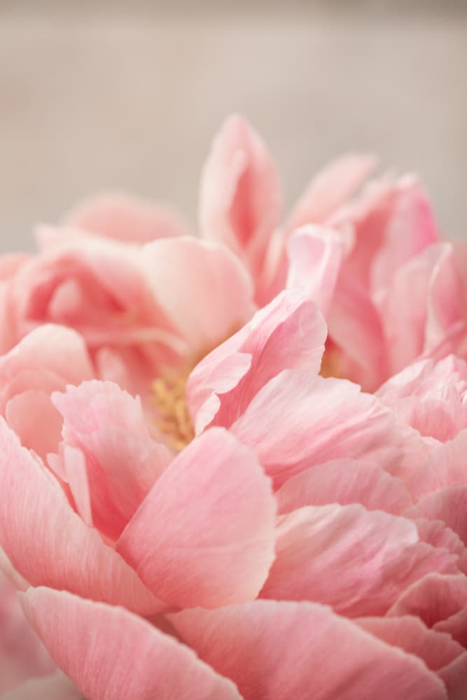 Peony 4 by Mareike Böhmer — canvas wall art