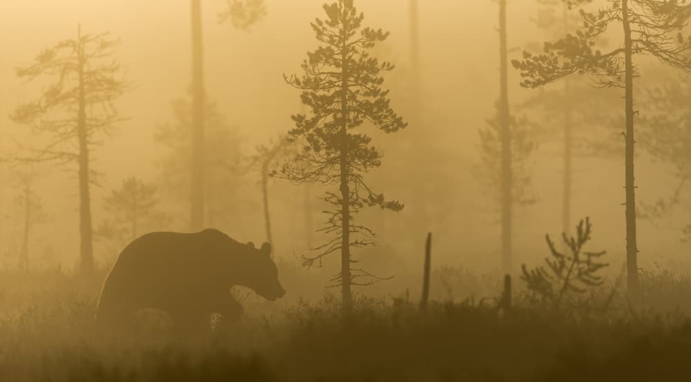 Bear in Golden Fog by Svein Ove Linde — canvas wall art