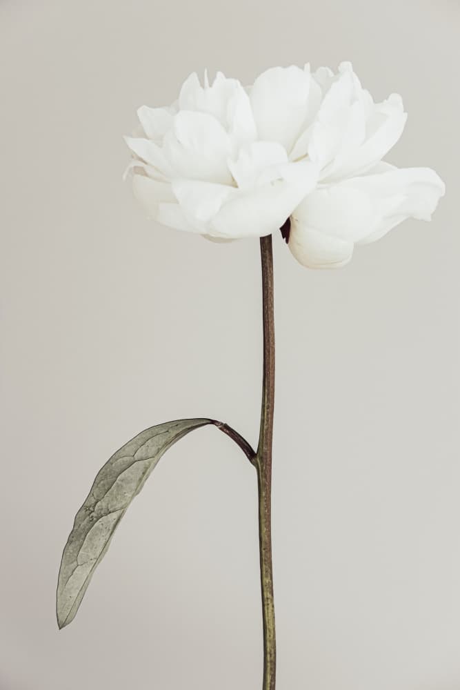 Elegant White Peony by Old Artists Studio III — canvas wall art