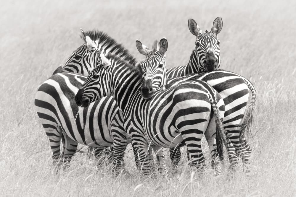 Wild Zebra Herd by Kirill Trubitsyn — canvas wall art