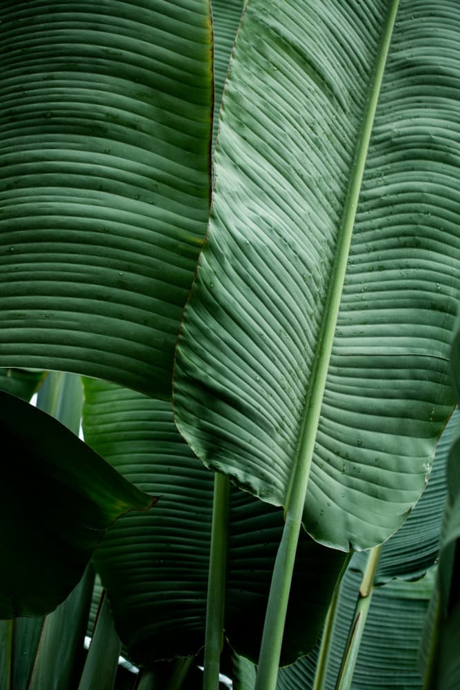 Leaves 14 by Mareike Böhmer — canvas wall art