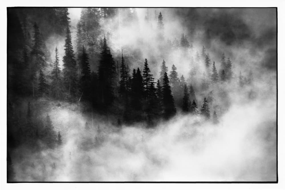 Misty Forest Trees by Jacek Stefan — canvas wall art