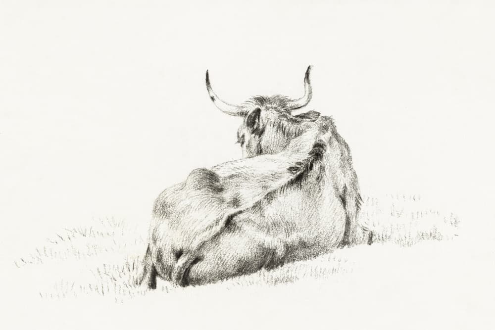 Lying Cow (1815) by Jean Bernard — canvas wall art