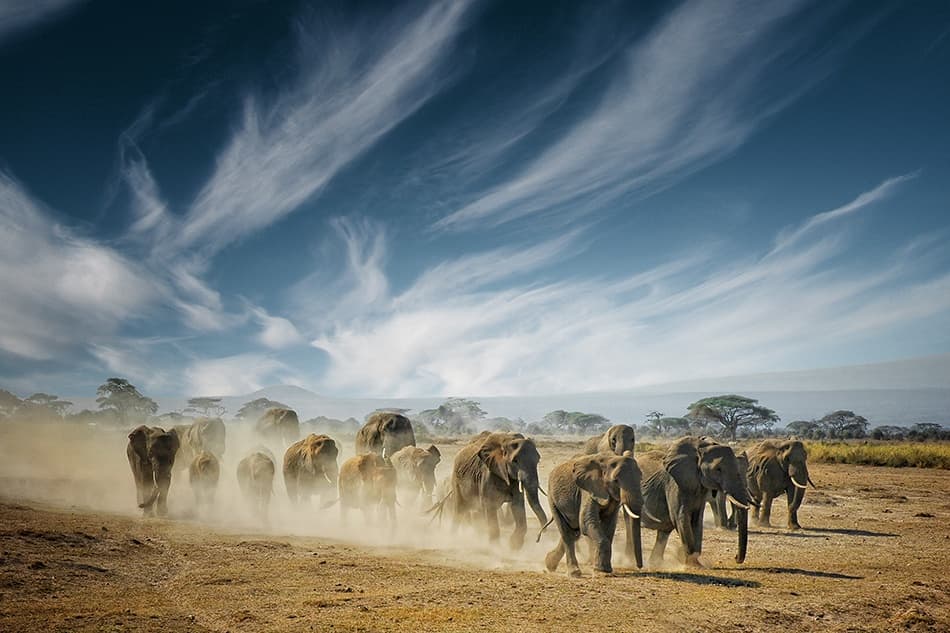 African Elephants Dust Trail by Mathilde Guillemot — canvas wall art