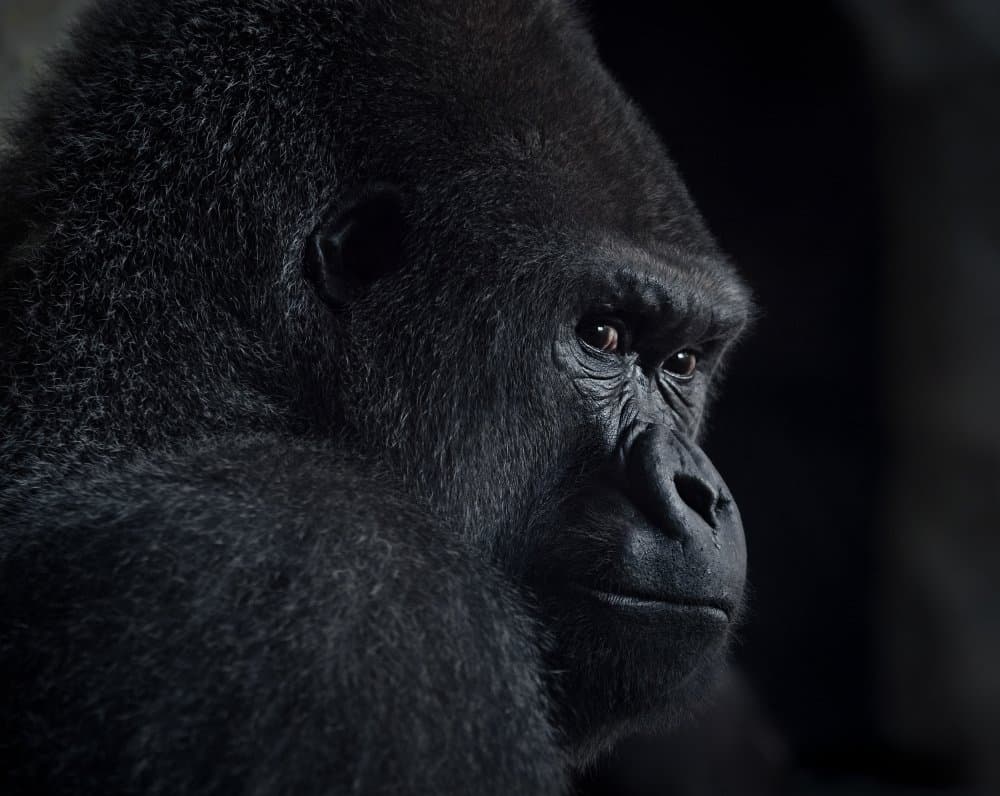 Pensive Gorilla Profile by Helena GARCIA HUERTAS — canvas wall art