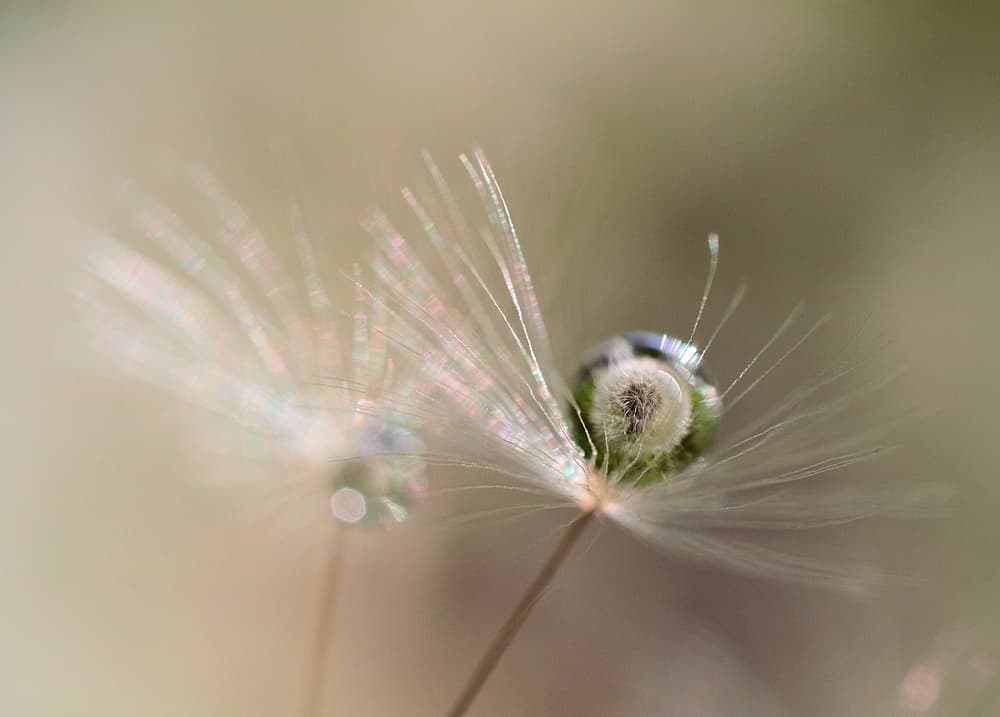 Dandelion Dew Drop by Bertrand Kulik — canvas wall art
