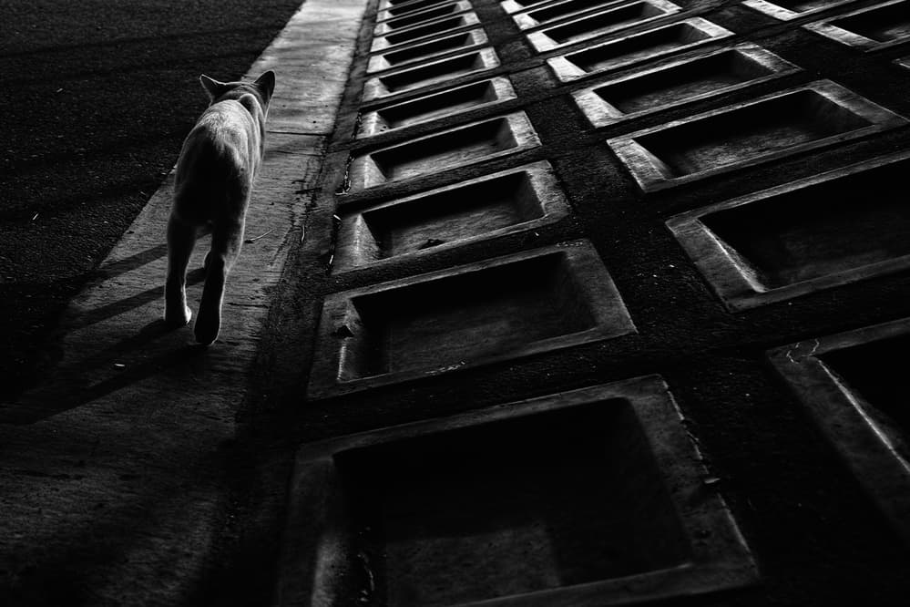 Dog on Shadowed Path by Koji Sugimoto — canvas wall art