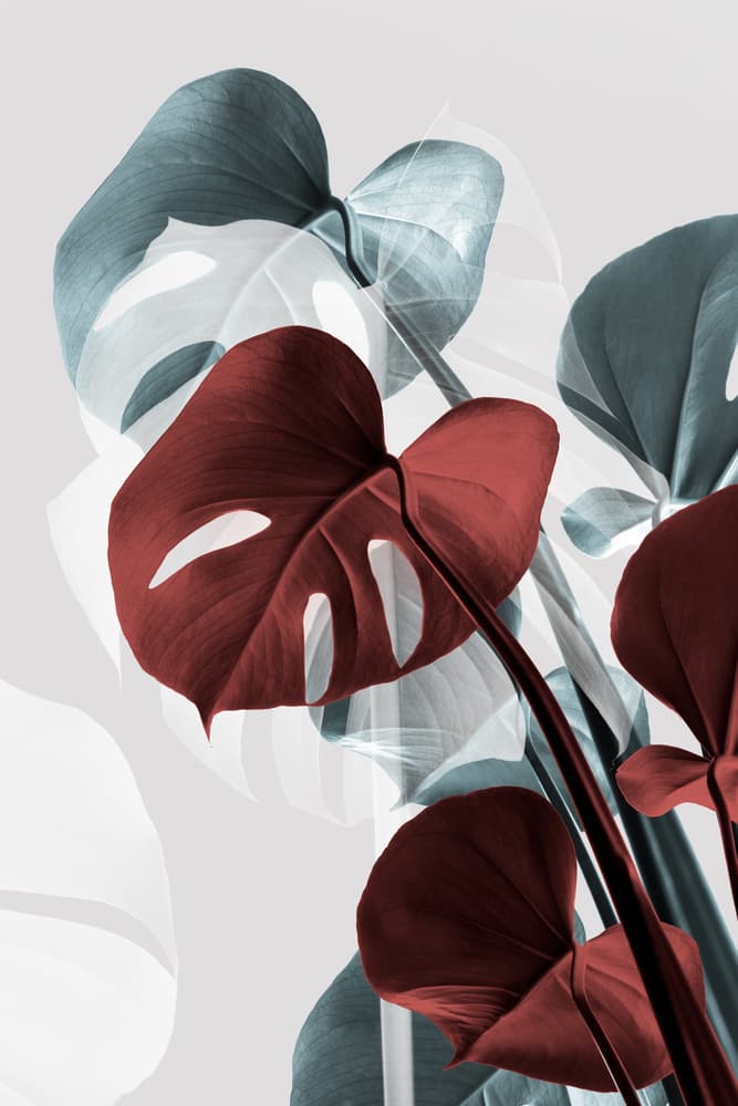 Vibrant Monstera Layers by Old Artists Studio III — canvas wall art
