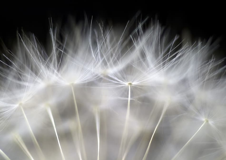 Delicate Dandelion Seeds by Peter Fallberg — canvas wall art