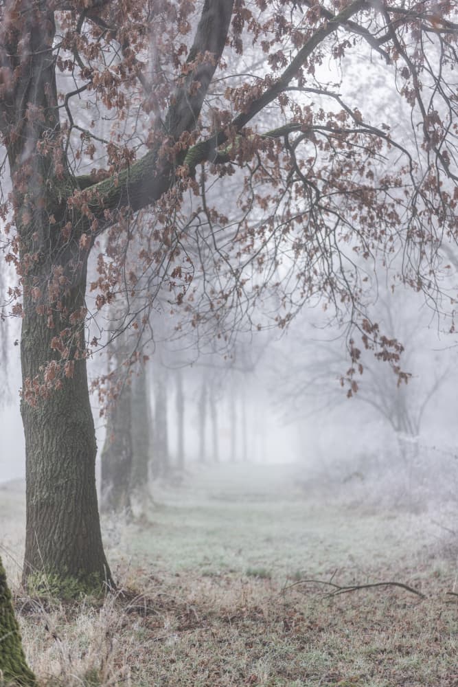 Foggy Winter Morning 3 by Mareike Böhmer — canvas wall art
