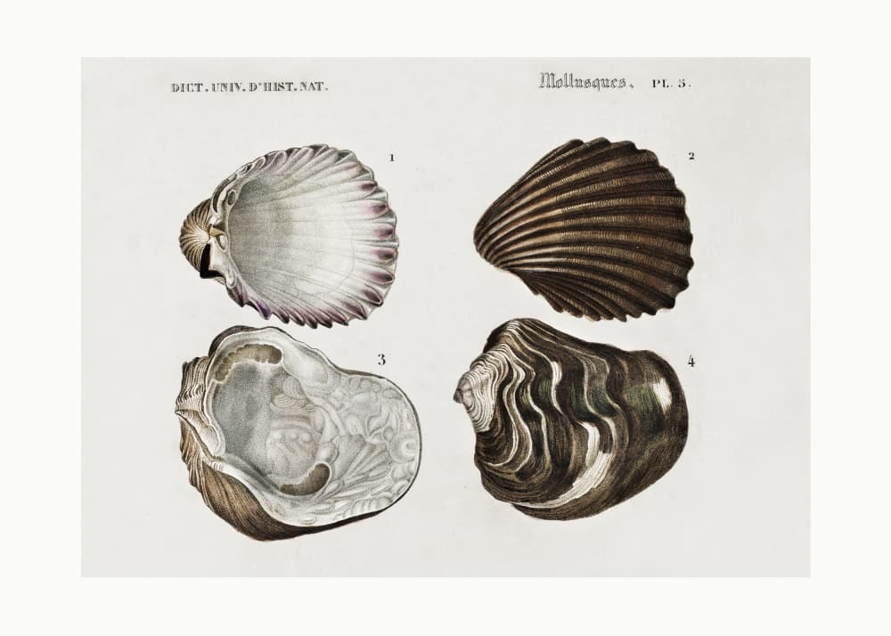 Sealife III by Charles Dessalines D Orbigny — canvas wall art