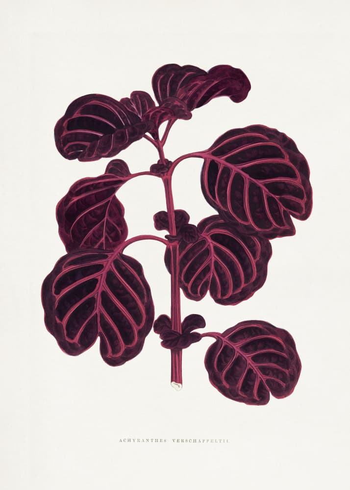 Pink Achyranthes Verschaffeltii Leaf Illustratio by Les Plantes a Feuillage Colore — canvas wall art