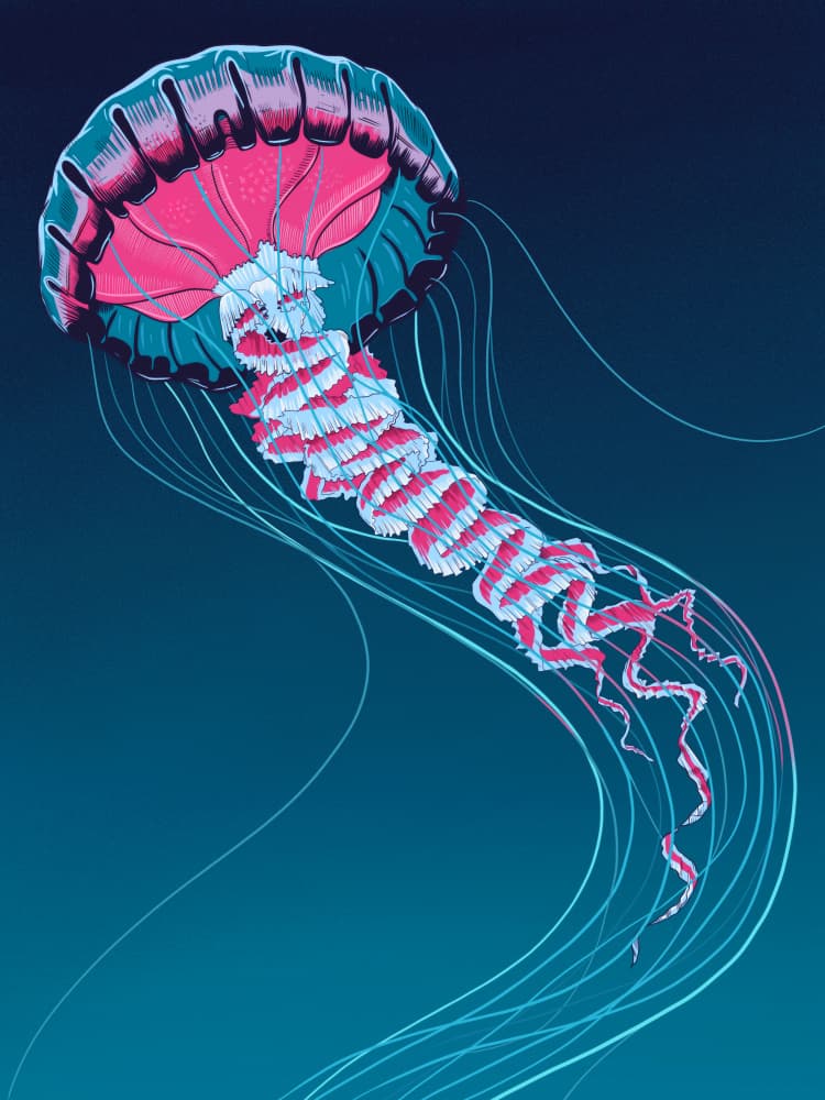 Glowing Pink Jellyfish by Mark Harrison — canvas wall art