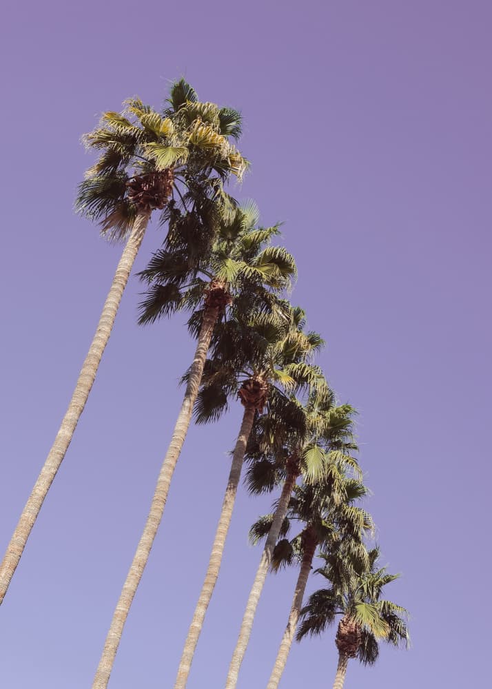 Purple Sky Palm Trees by Old Artists Studio III — canvas wall art