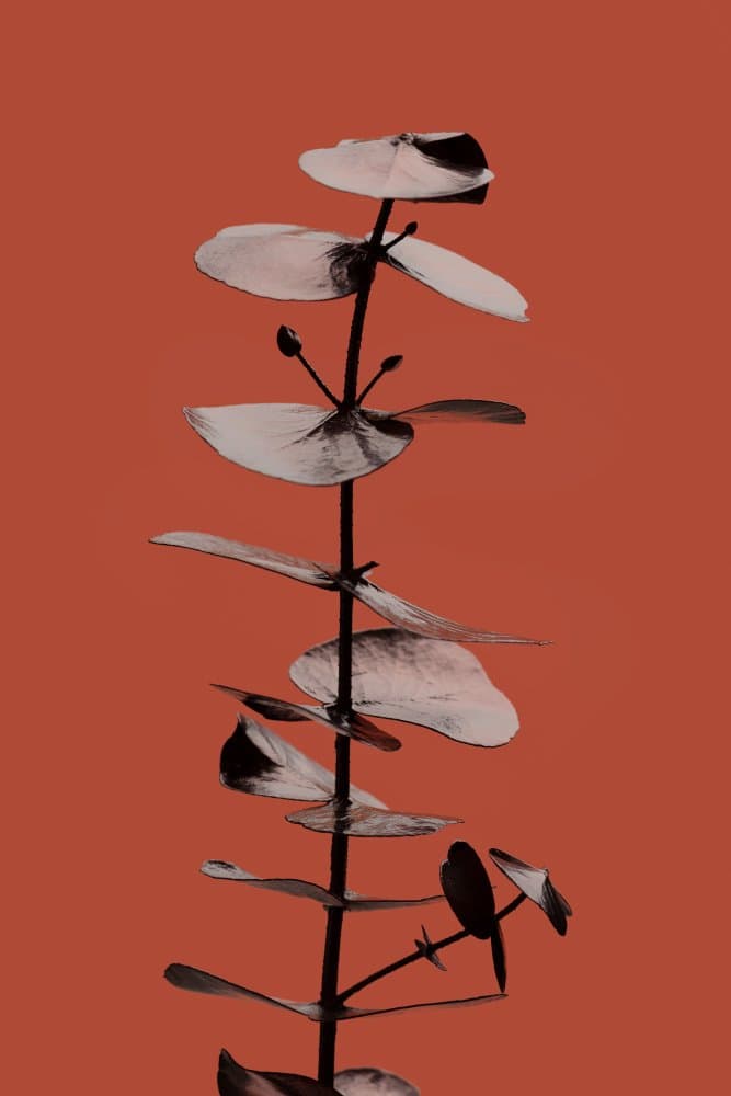 Modern Botanical Elegance by Old Artists Studio III — canvas wall art