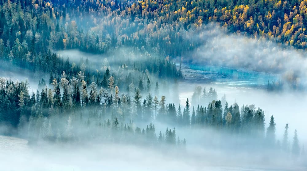 Misty Autumn Forest Valley by Hua Zhu — canvas wall art