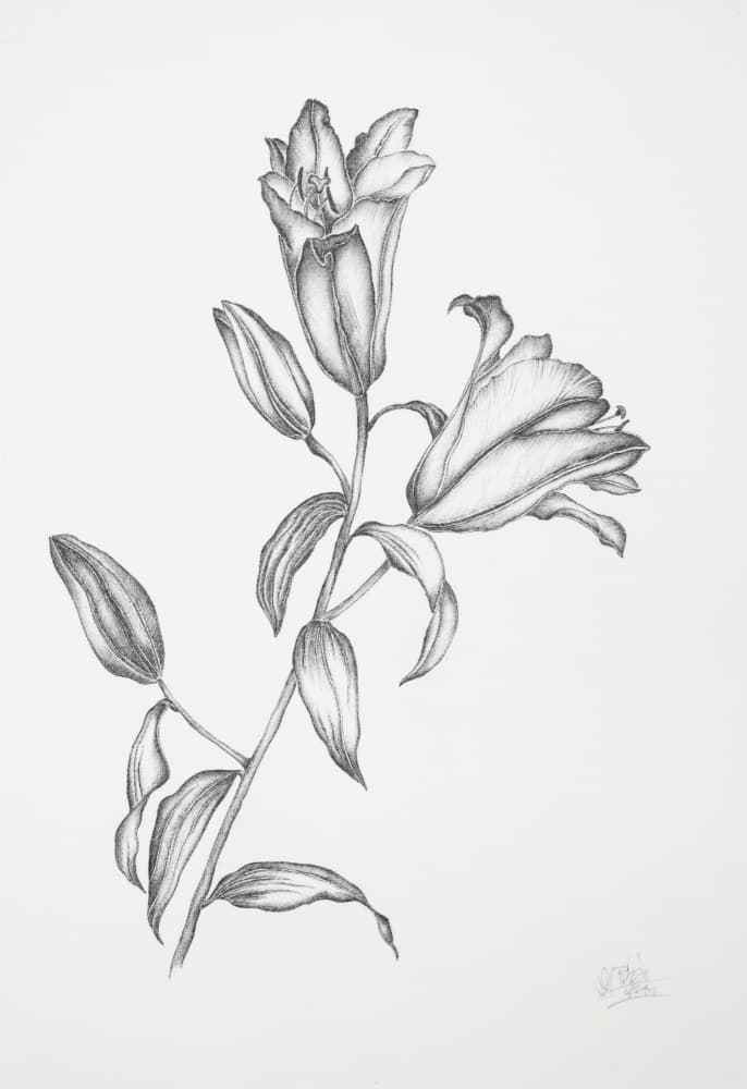 Elegant Lily Drawing by Mette Rix — canvas wall art