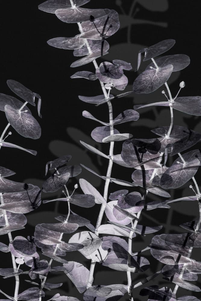 Eucalyptus Shadow Play by Old Artists Studio III — canvas wall art