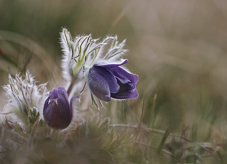 Delicate Purple Pasqueflowers by Istvan Lichner — canvas wall art