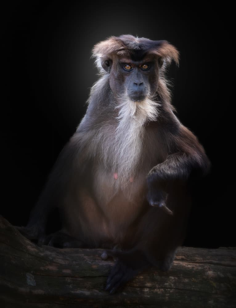 Intense Monkey Stare by Jörg  Vollrath — canvas wall art