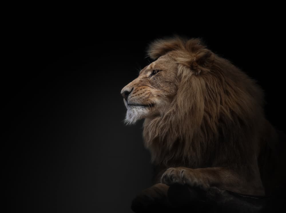 Majestic Lion Profile by Jörg  Vollrath — canvas wall art