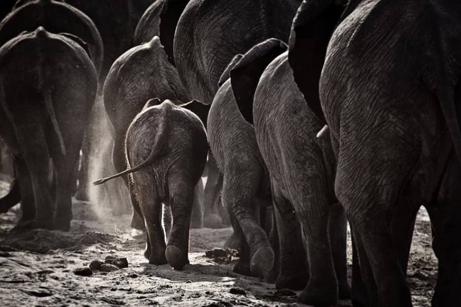 Dusty Elephant Family by Ben McRae — canvas wall art