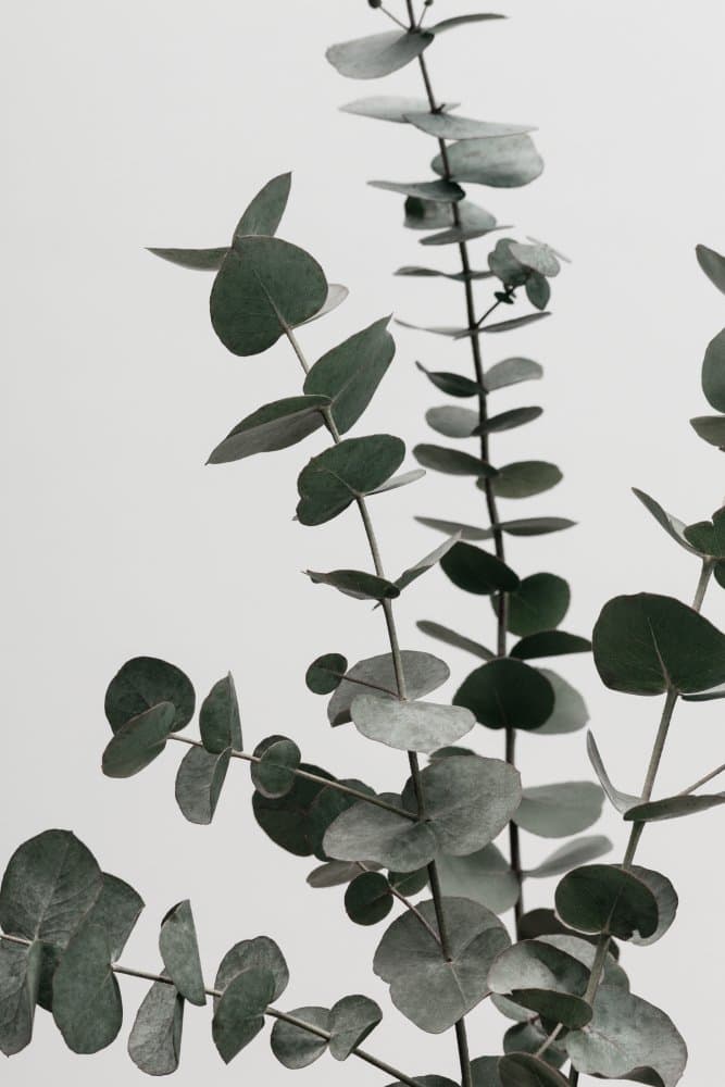 Serene Eucalyptus Foliage by Old Artists Studio III — canvas wall art